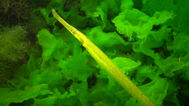 Fêmea Amarela Verde Pipefish Nariz Largo Syngnathus Typhle Nas Moitas — Vídeo de Stock