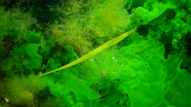 Fêmea Amarela Verde Pipefish Nariz Largo Syngnathus Typhle Nas Moitas — Vídeo de Stock