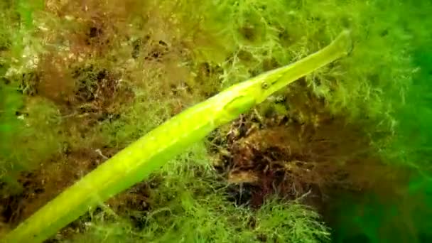 Sárga Zöld Női Széles Orrú Kis Tűhal Syngnathus Typhle Bozót — Stock videók