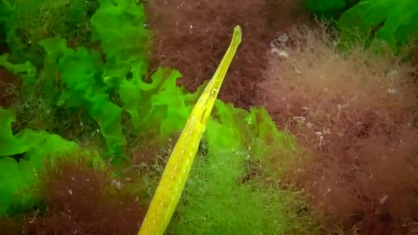Geel Groen Vrouwelijke Broad Nosed Zeenaald Syngnathus Typhle Het Kreupelhout — Stockvideo