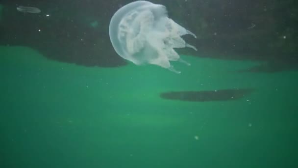 Молодой Экземпляр Медузы Черном Море Rhizostoma Pulmo Плавающий Водяном Столбе — стоковое видео