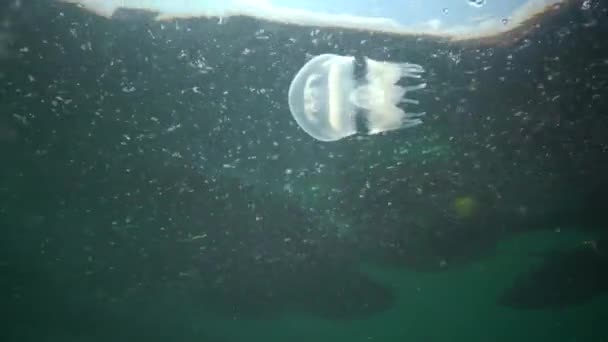 Jovem Espécime Água Viva Mar Negro Rhizostoma Pulmo Flutuando Coluna — Vídeo de Stock