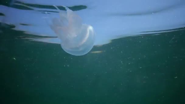 Joven Espécimen Medusas Mar Negro Rhizostoma Pulmo Flotando Columna Agua — Vídeos de Stock