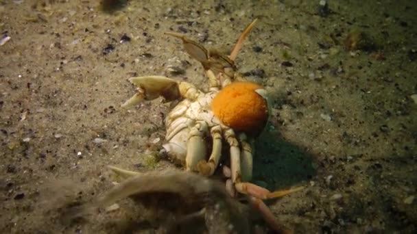 游泳蟹 一只雌性 背上躺着鱼子酱 小鱼攻击它 — 图库视频影像