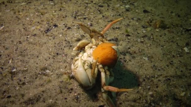 Swimming Crab Macropipus Holsatus Female Caviar Lies Its Back Small — Stock Video