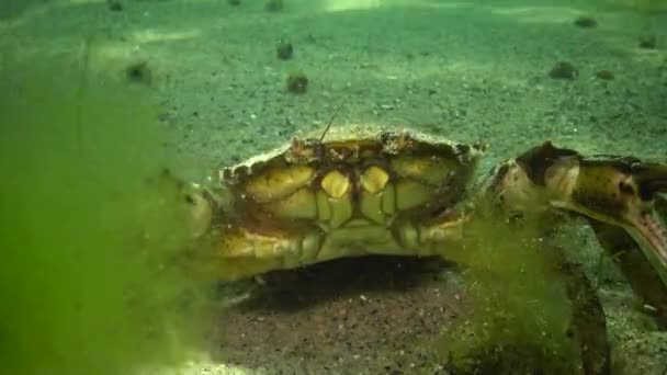 Grand crabe à base de plantes, mâle. Crabe vert (Carcinus maenas). Espèces envahissantes 