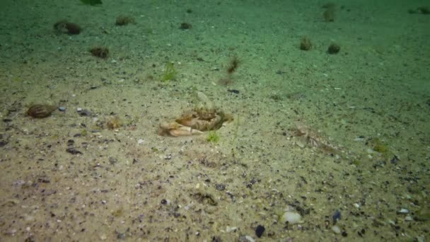Плавающий Краб Macropipus Holsatus Самка Икрой Прорывается Песок Черное Море — стоковое видео