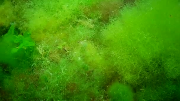 虾类波罗的海对虾 Palaemon Adspersus 生活在绿藻丛林中 黑海地区 — 图库视频影像
