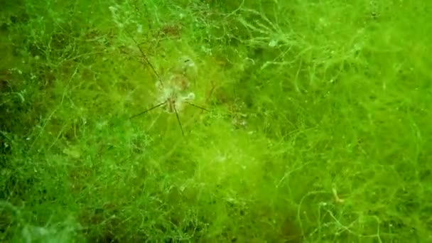 Креветки Baltic Crewn Palaemon Adspersus Зарослях Зеленых Водорослей Черное Море — стоковое видео