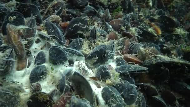 Moules Marines Coquillières Pourrissent Sur Fond Marin Problèmes Environnementaux Perte — Video