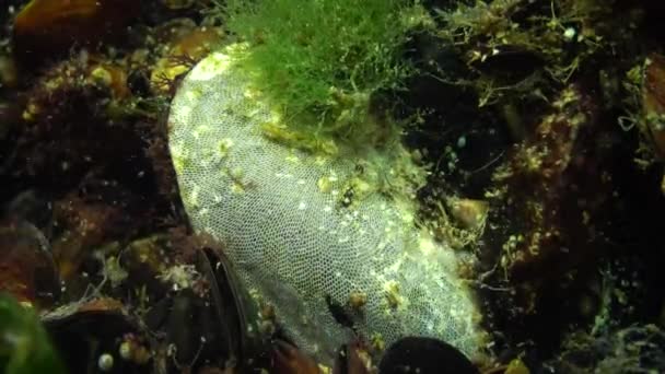 Αποικία Bryozoa Στο Νεροχύτη Μύδι Επίσης Γνωστή Polyzoa Ectoprocta Κοινώς — Αρχείο Βίντεο