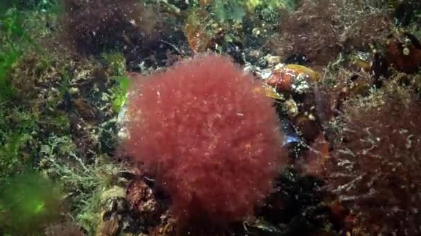 Algen Van Zwarte Zee Groene Rode Algen Rotsen Zeebodem Onderwaterlandschap — Stockvideo