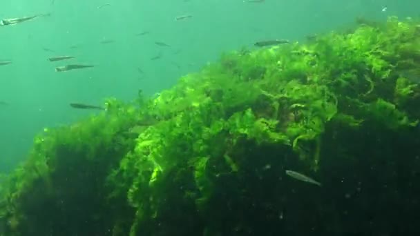 Mar Nero Sabbia Larga Scala Odore Atherina Pontica Tra Alghe — Video Stock