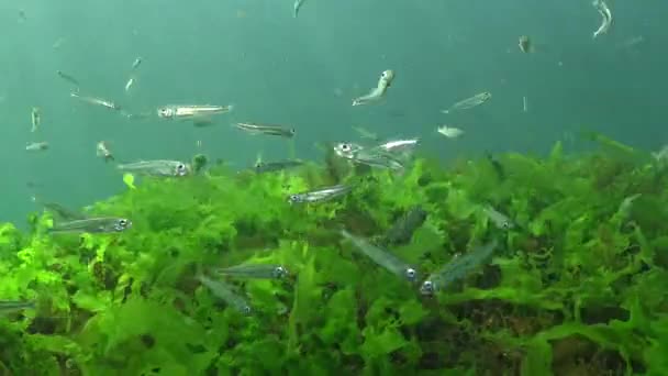 Чорне Море Великий Пісок Пахне Atherina Pontica Серед Водоростей Риба — стокове відео