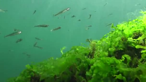 海草の中に黒海の大規模な砂の香り アスリナ ポンティカ 黒海の魚 — ストック動画