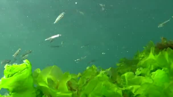 海草の中に黒海の大規模な砂の香り アスリナ ポンティカ 黒海の魚 — ストック動画