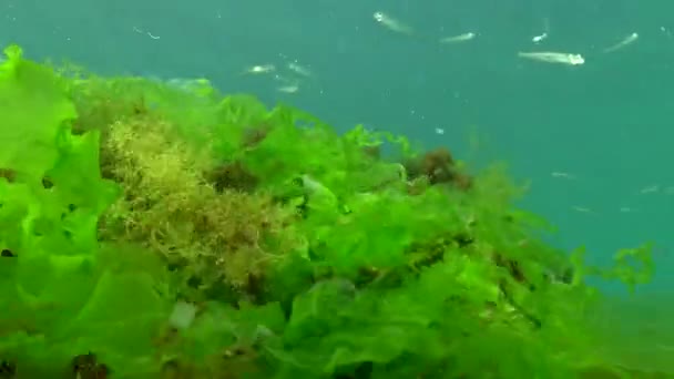 Чорне Море Великий Пісок Пахне Atherina Pontica Серед Водоростей Риба — стокове відео