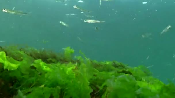 Černomořská Písečná Tavba Atherina Pontica Mezi Mořskými Řasami Ryby Černého — Stock video