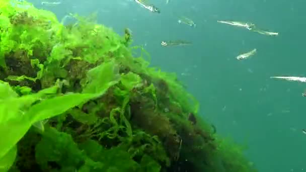 Storskalig Sandlukt Atherina Pontica Bland Algerna Svarta Havet Svarta Havets — Stockvideo