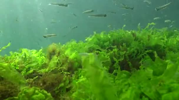Mar Nero Sabbia Larga Scala Odore Atherina Pontica Tra Alghe — Video Stock