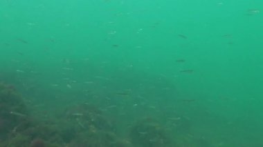 Karadeniz 'de deniz yosunları arasında büyük ölçekli kum eridi (Atherina pontica). Karadeniz Balığı