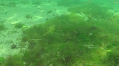 Karadeniz 'de deniz yosunları arasında büyük ölçekli kum eridi (Atherina pontica). Karadeniz Balığı