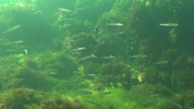 Karadeniz 'de deniz yosunları arasında büyük ölçekli kum eridi (Atherina pontica). Karadeniz Balığı