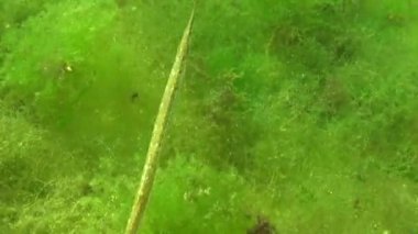 Geniş burunlu pipefish (Syngnathus typhle). Deniz yosunu çalılıkları içinde balık avı 