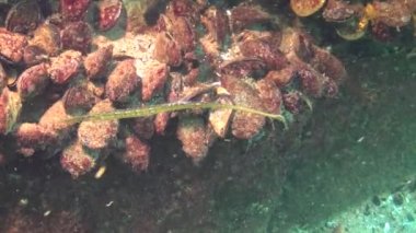 Geniş burunlu pipefish (Syngnathus typhle). Deniz yosunu çalılıkları içinde balık avı 