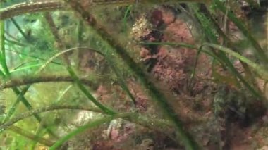 Geniş burunlu pipefish (Syngnathus typhle). Deniz yosunu Zostera çalılıkları içinde balık avı