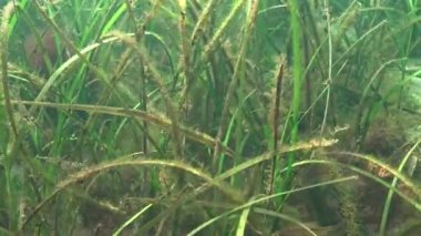 Geniş burunlu pipefish (Syngnathus typhle). Deniz yosunu Zostera çalılıkları içinde balık avı