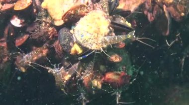 Karides (Palaemon elegans) beslenme. Karadeniz. 