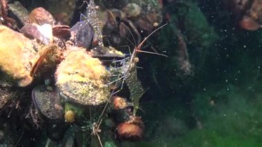 Karides (Palaemon elegans) beslenme. Karadeniz. 