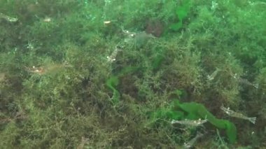 Yeşil alg çalılıklarında karides karidesi (Palaemon adspersus). Karadeniz