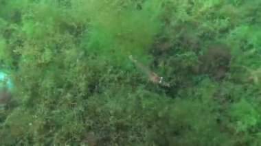 Yeşil alg çalılıklarında karides karidesi (Palaemon adspersus). Karadeniz