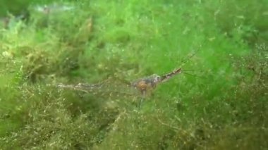 Yeşil alg çalılıklarında karides karidesi (Palaemon adspersus). Karadeniz