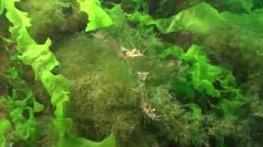 Yeşil alg çalılıklarında karides karidesi (Palaemon adspersus). Karadeniz