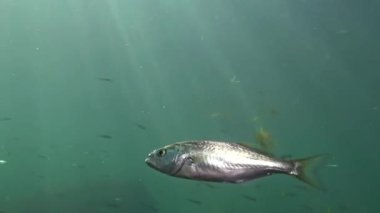 Lüfer (Pomatomus saltatrix). Yırtıcı balık, Karadeniz. Kıyıya yakın genç balık avı