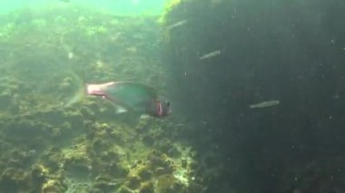 Lüfer (Pomatomus saltatrix). Yırtıcı balık, Karadeniz. Kıyıya yakın genç balık avı