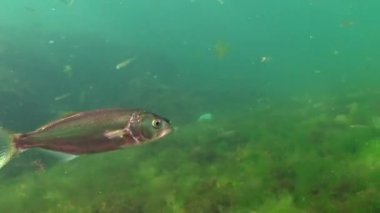 Lüfer (Pomatomus saltatrix). Yırtıcı balık, Karadeniz. Kıyıya yakın genç balık avı