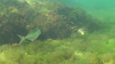 Lüfer (Pomatomus saltatrix). Yırtıcı balık, Karadeniz. Kıyıya yakın genç balık avı