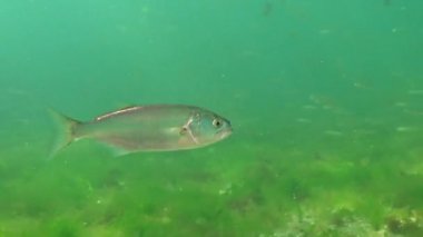 Lüfer (Pomatomus saltatrix). Yırtıcı balık, Karadeniz. Kıyıya yakın genç balık avı