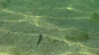 Lüfer (Pomatomus saltatrix). Yırtıcı balık, Karadeniz. Kıyıya yakın genç balık avı