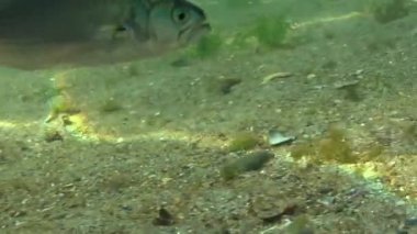 Lüfer (Pomatomus saltatrix). Yırtıcı balık, Karadeniz. Kıyıya yakın genç balık avı