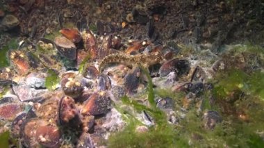 Yumuşakçalar denizin dibinde ölüyor, yumuşakçalar yüzeyinde kalıp. Ekoloji deniz, su kirliliği