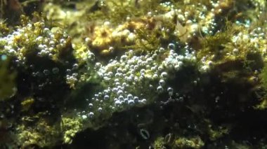 Yosun dibinde oksijen kabarcıklar suya oksijen salgılar. Ekoloji deniz, su arıtma