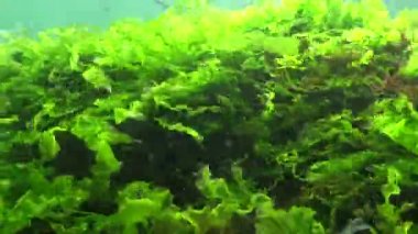 Karadeniz 'in yosunları. Deniz tabanındaki kayalıklarda yeşil ve kırmızı algler. Su altı manzarası. Karadeniz