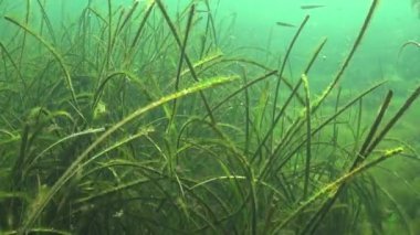 Yosunlar kabarcıklar oksijen, su havalandırma salgılamak