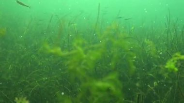 Yosunlar kabarcıklar oksijen, su havalandırma salgılamak