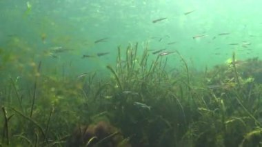 Yosunlar kabarcıklar oksijen, su havalandırma salgılamak